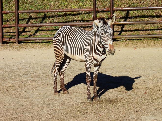 グレビーシマウマガイド
