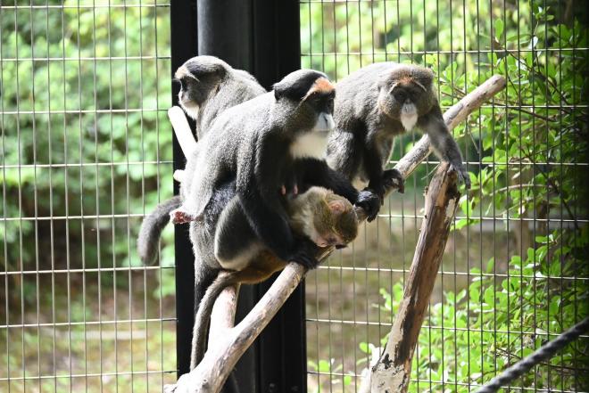 40周年記念ガイド中型サル