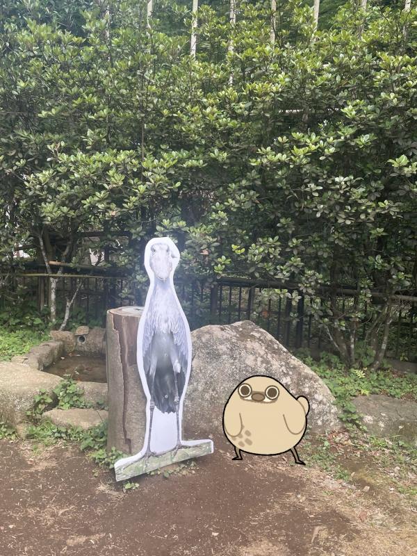 ハシビロコウ１