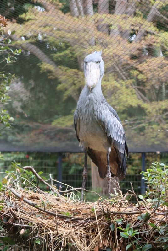 ハシビロコウ7