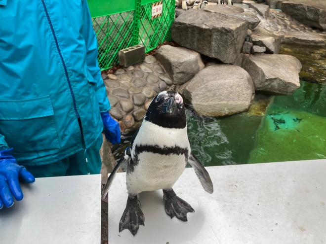 ペンギン5