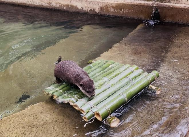 カワウソいかだ