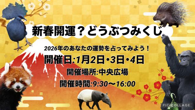 おみくじ2026 9時半から