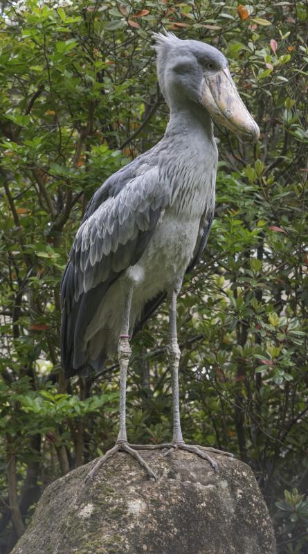 ハシビロコウパネルじっと