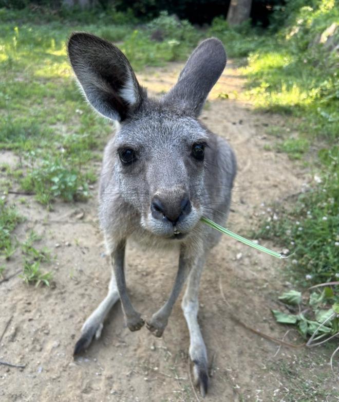 カンガルー（40周年ガイド）