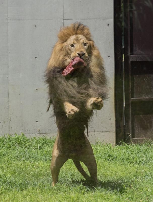 ライオンミートキャッチャー