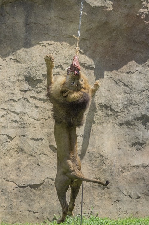 ミートキャッチャー