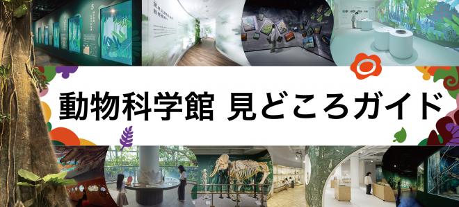 見どころガイド