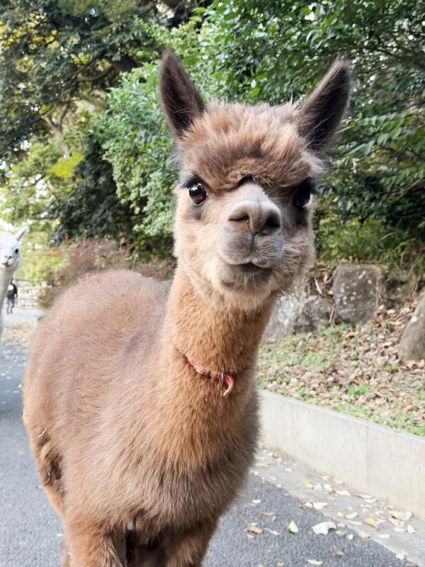 ミッティー写真