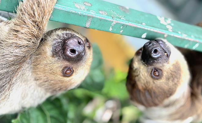 40周年記念ガイド バードホール(ナマケモノ)