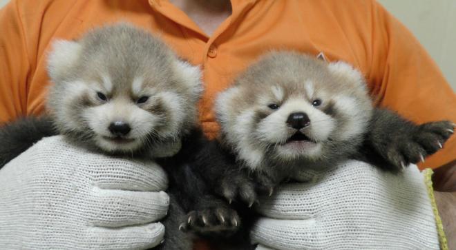 レッサーパンダデー（濱田さん）