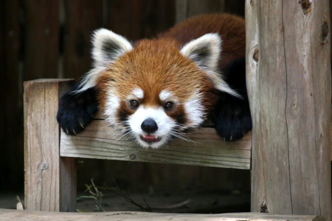 レッサーパンダデー（伊藤さん）