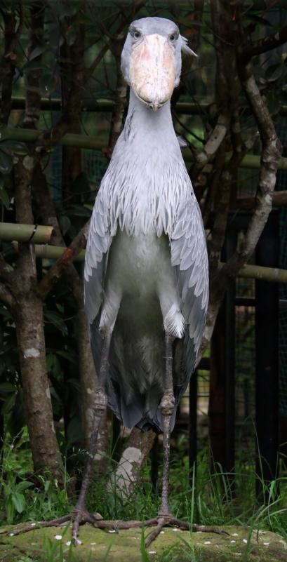 ハシビロコウパネルしずか１