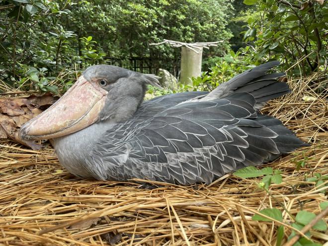 ハシビロコウパネルしずか２