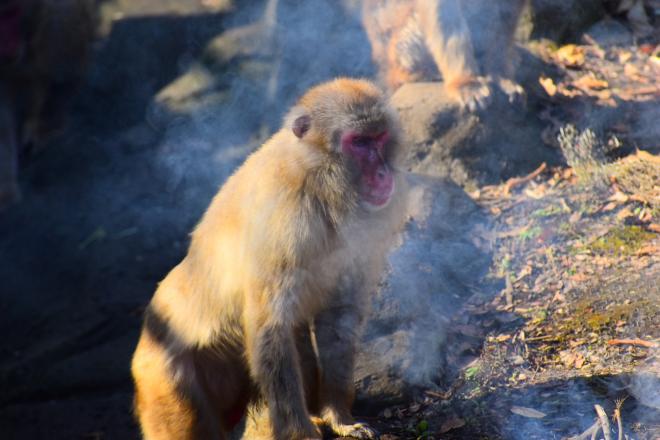2025サル山のたき火の様子