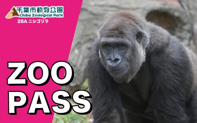 2026年パスゴリラ