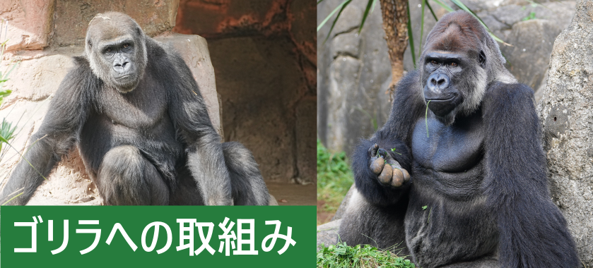 ゴリラへの取組みバナー