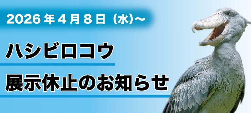 ハシビロコウ展示休止