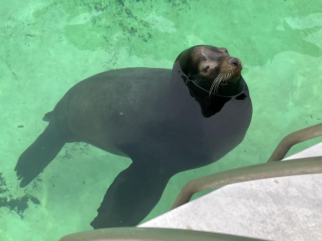 カリフォルニアアシカ チャイム