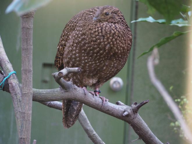 0421ヒオドシジュケイ