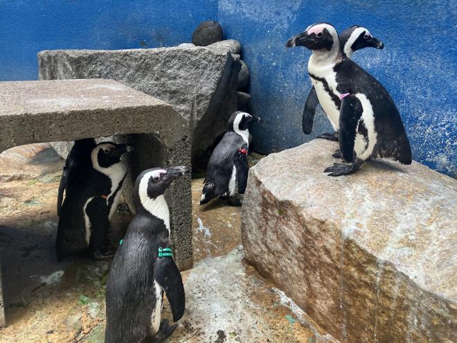 0422ケープペンギン