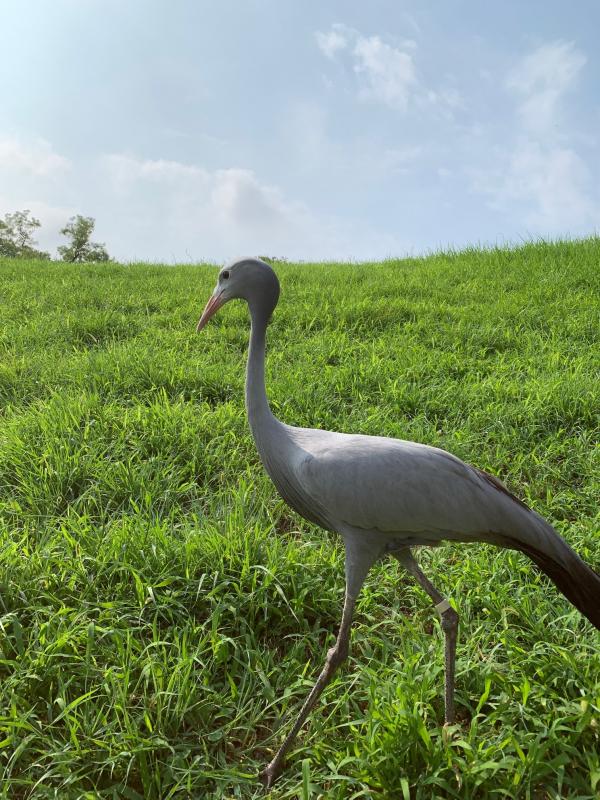 ハゴロモヅルケイコ展示再開