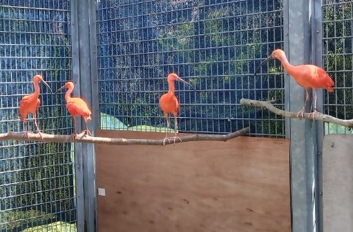 0601ショウジョウトキ4羽