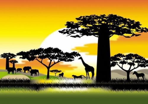 ライブサファリ画像1