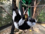 エリマキ（エンリッチメント)