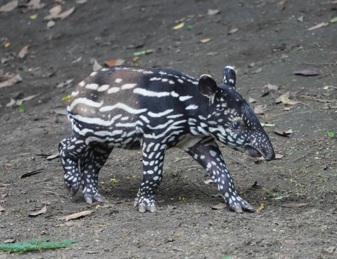 バクカナタ