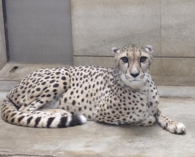 チーターアジャブ