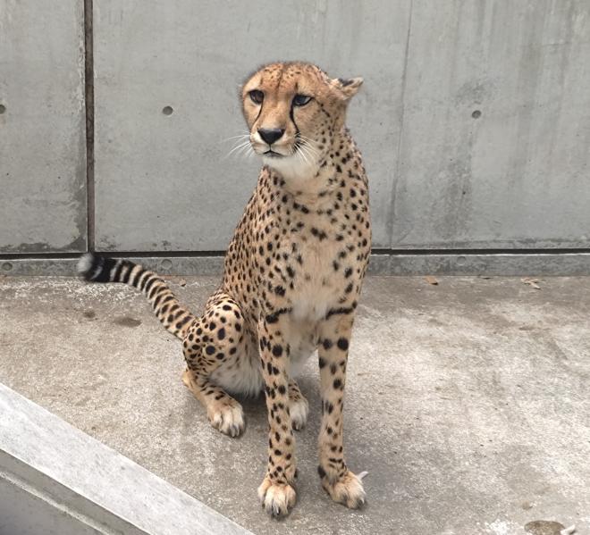 チーターバステト