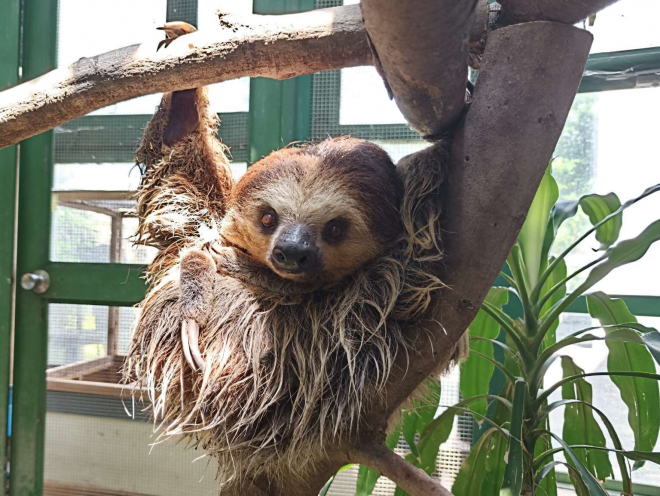 ナマケモノおかあさん