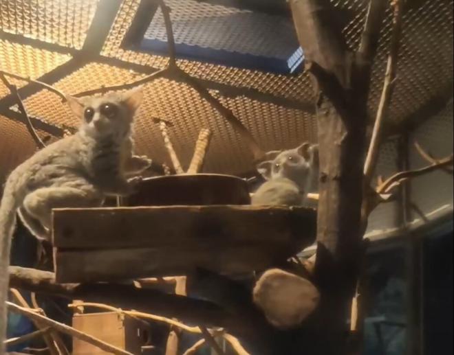 ショウガラゴ（2026.2.4生まれ）