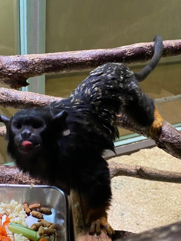 250408アカテタマリン