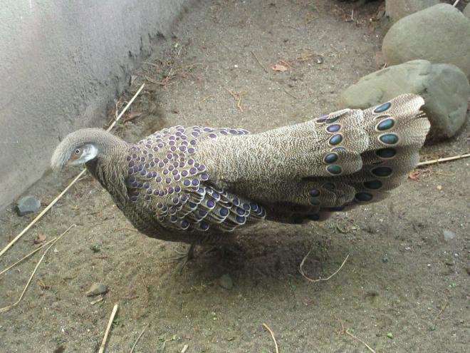 250812ハイイロコクジャク