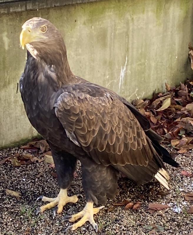 オジロワシ♀展示休止