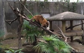 アカハナグマ（エンリッチメント）