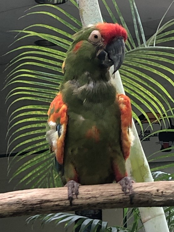 アカミミコンゴウインコ展示再開