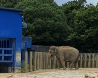 アジアゾウ（エンリッチメント）