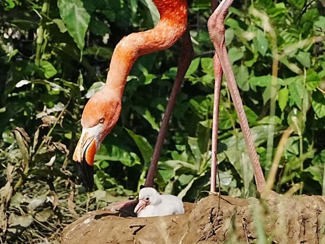 250724ベニイロフラミンゴ