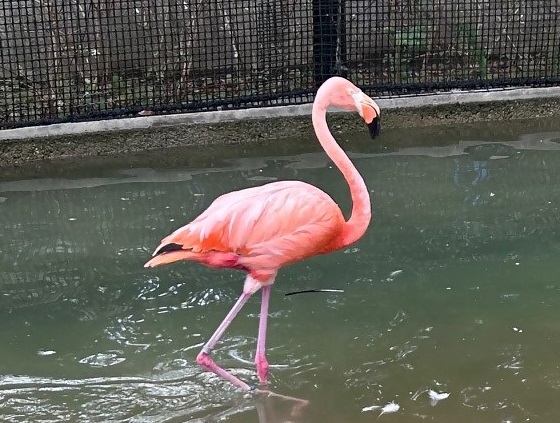 250914ベニイロフラミンゴ