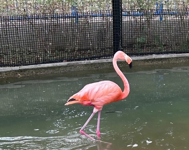 ベニイロフラミンゴ右白左白