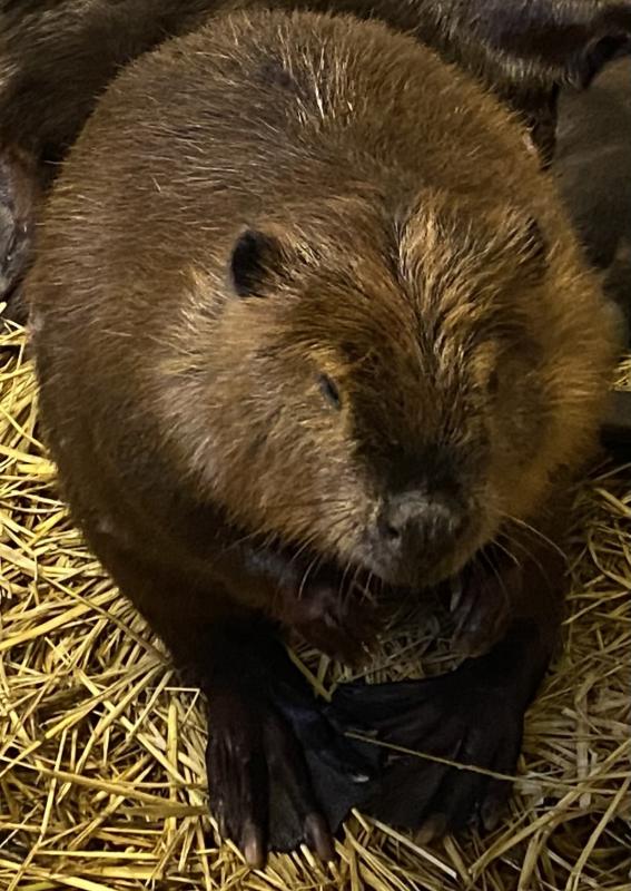 アメリカビーバーキン