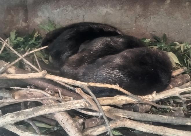 ビーバー子ども名前