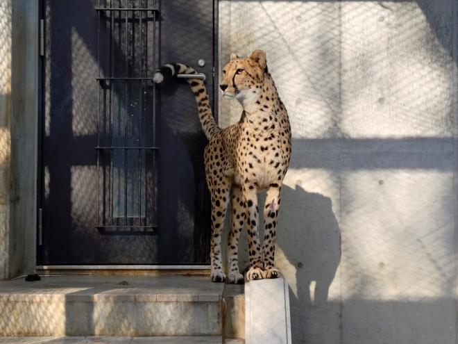 チーターフィン