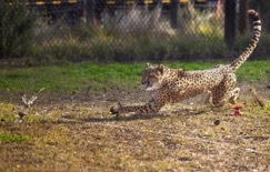 チーターラン（エンリッチメント）