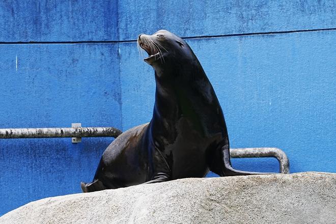 アシカ_チャイム