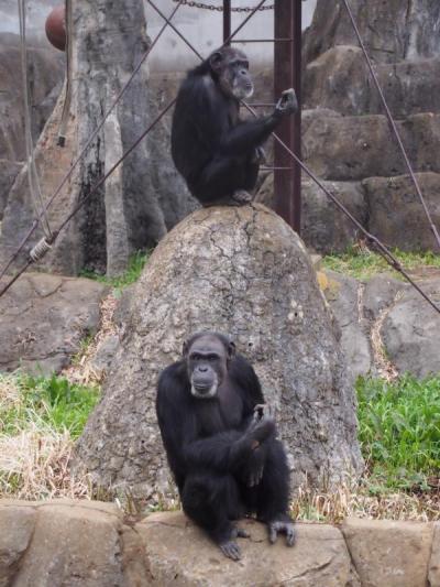 チンパンジー展示中止