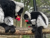 エリマキ（エンリッチメント）